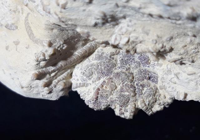 Solanocrinus depressus (ORBIGNY 1850) - Bild &copy; FossNet FossilienStore